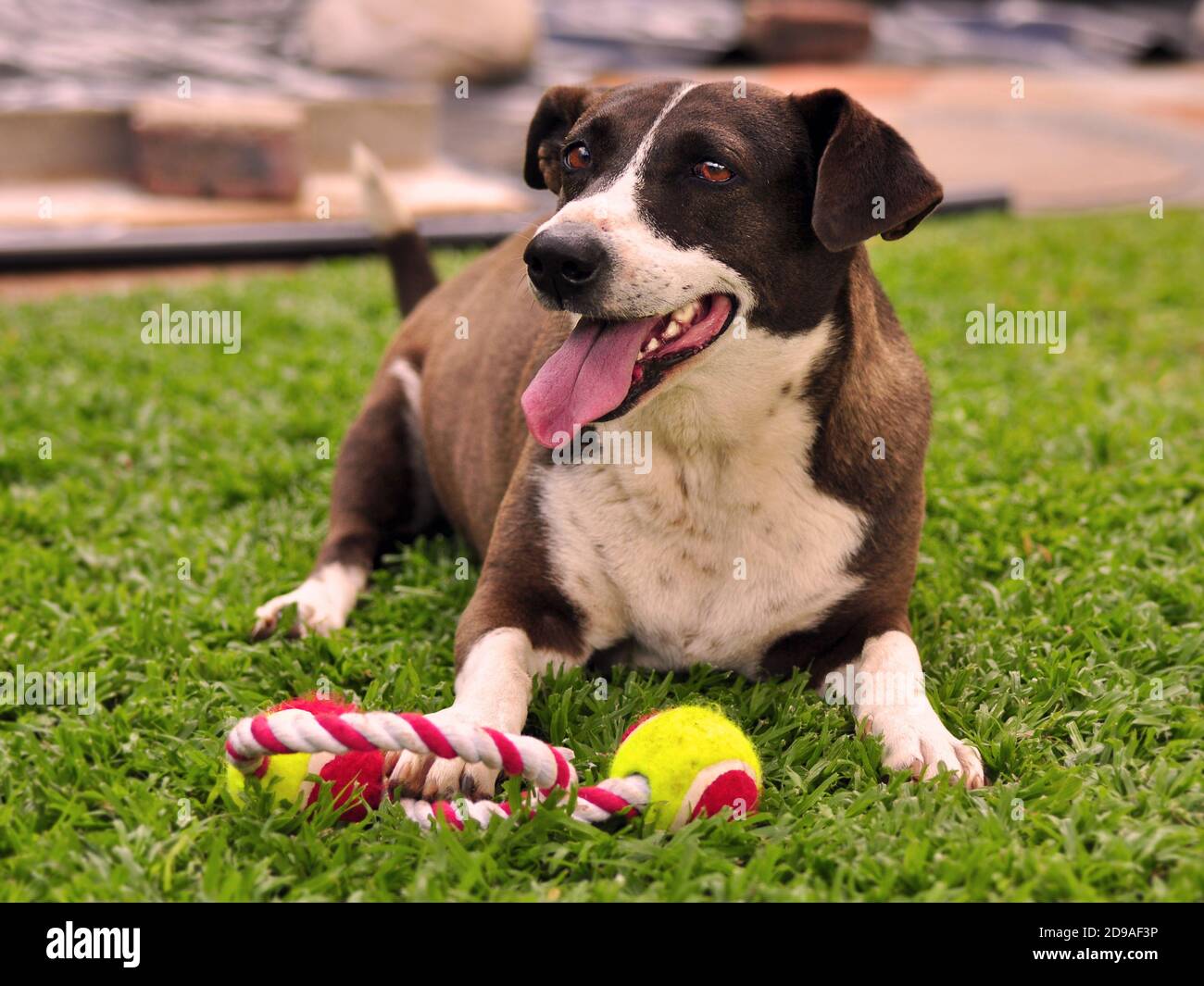 Chien mixte brun et blanc couché dans le jardin jouer avec le jouet Banque D'Images Chien mixte brun et blanc couché dans le jardin jouer avec le jouet Banque D'Images