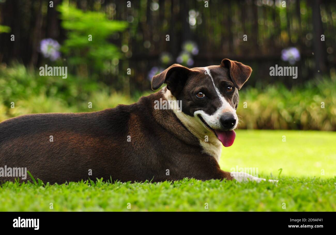 Chien mixte brun et blanc couché dans le jardin Banque D'Images Chien mixte brun et blanc couché dans le jardin Banque D'Images