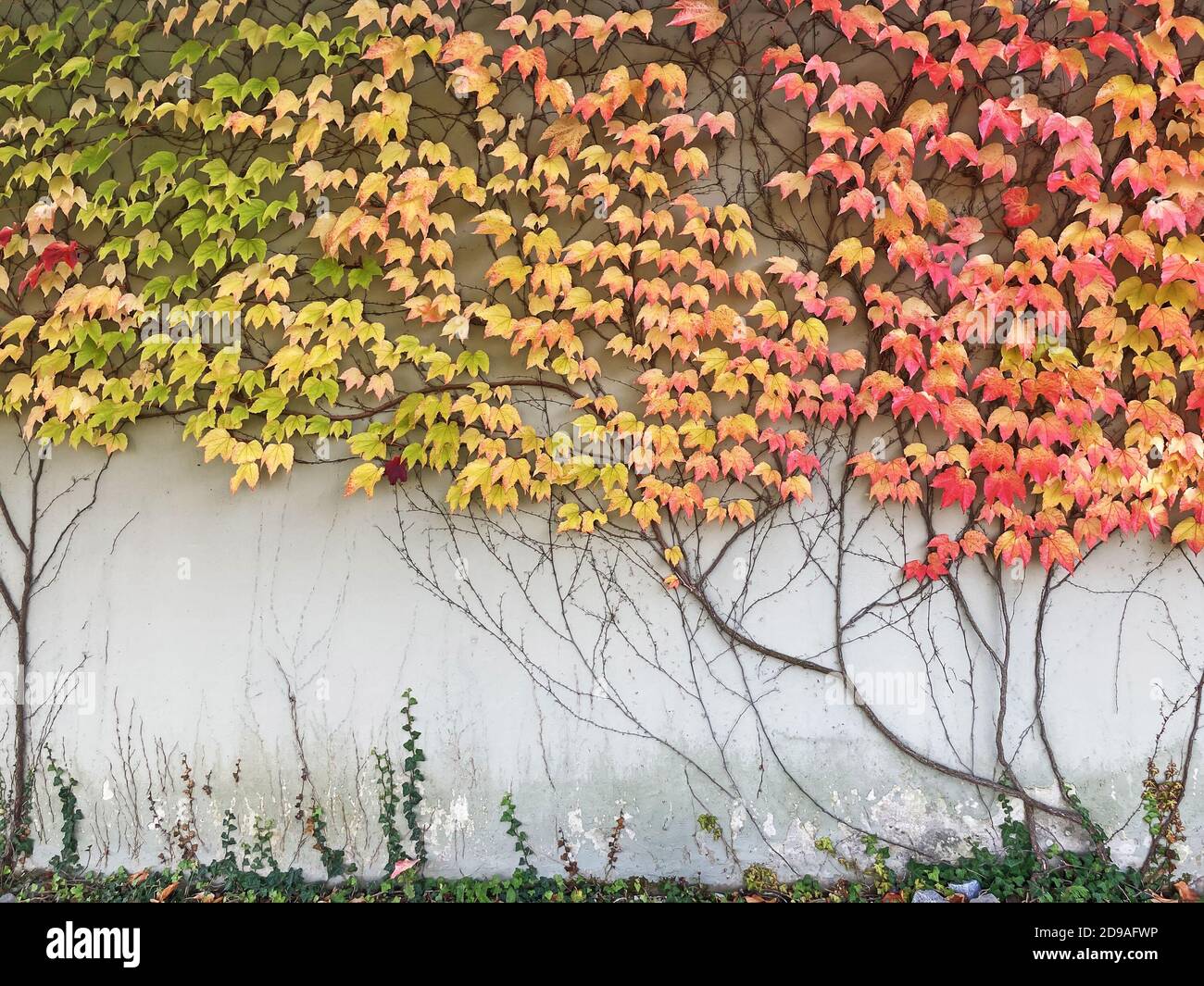 Mur gris recouvert de feuilles multicolores d'automne Banque D'Images