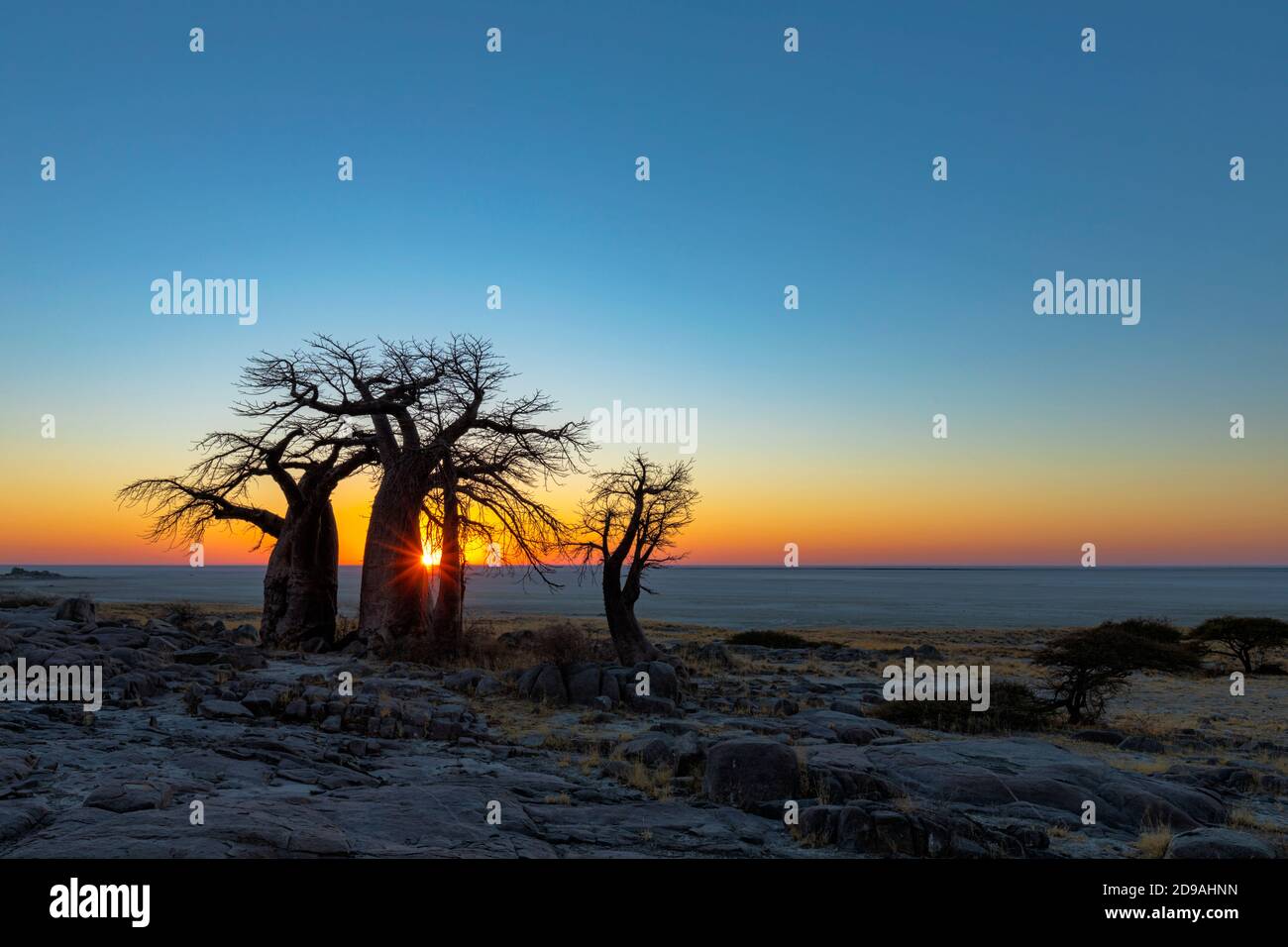 Le soleil éclate derrière les baobabs Banque D'Images