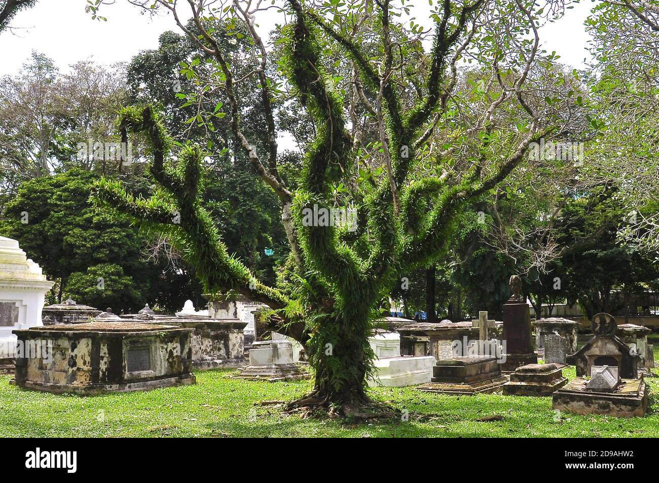 Vieux cimetière avec un frangipani mature couvert de mousse verte et de fougères. Banque D'Images