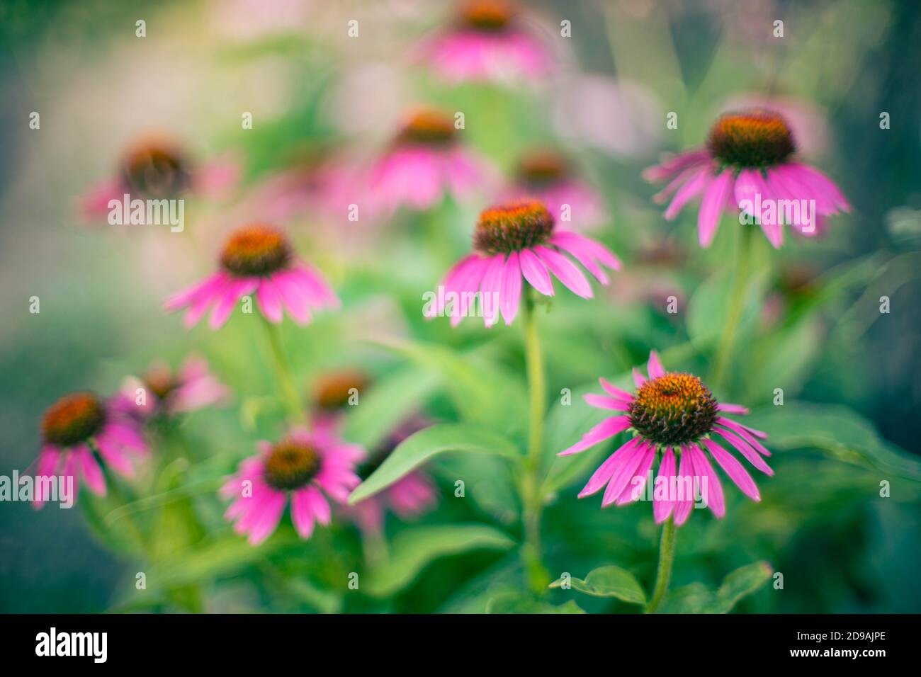 Les fleurs d'échinacée poussent dans le jardin d'été. Carte nature style art. Banque D'Images