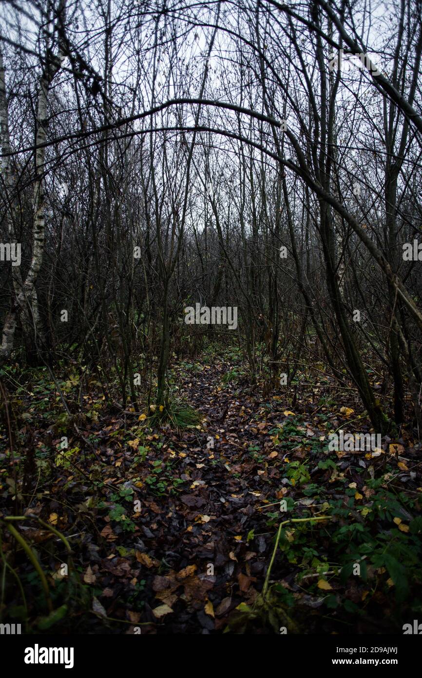 Chemin dans la forêt d'automne. Banque D'Images