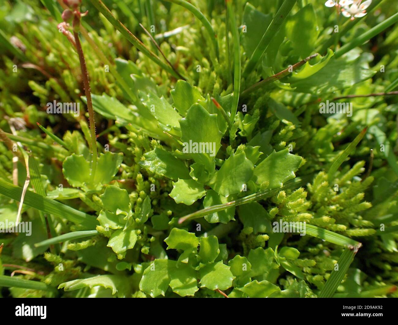 Feuilles de saxifrage étoilée Banque D'Images