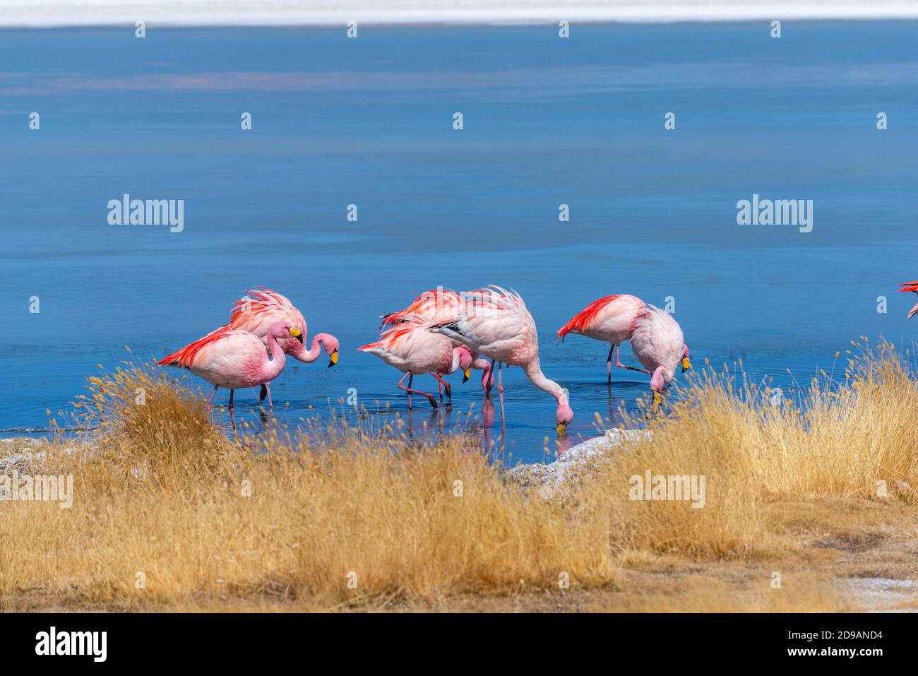 Laguna Cañapa avec flamants roses chiliens, District Potosí, Altiplano du Sud, Andes, Sud-Ouest de la Bolivie, Amérique latine Banque D'Images