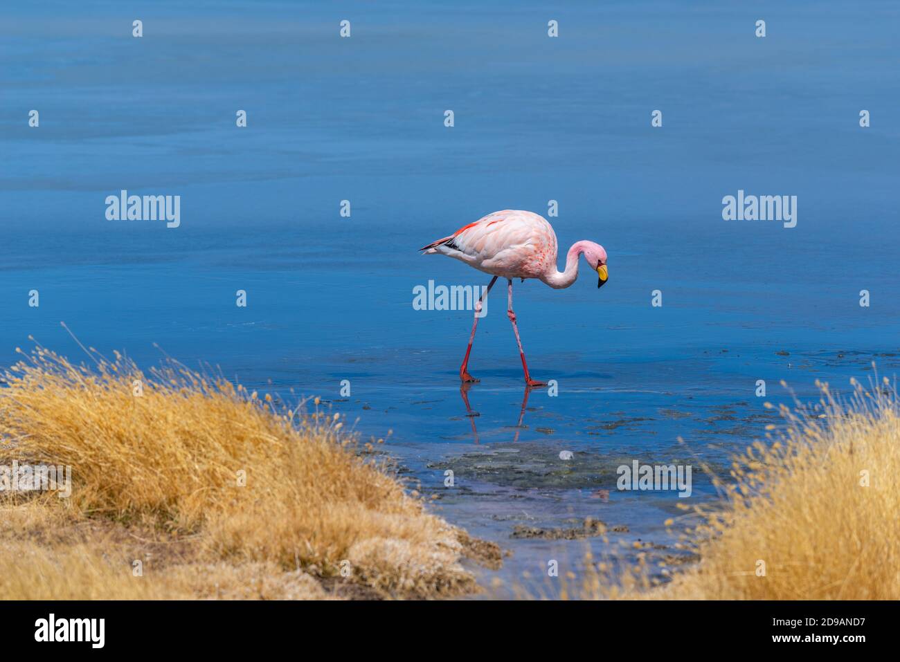 Laguna Cañapa avec flamants roses chiliens, District Potosí, Altiplano du Sud, Andes, Sud-Ouest de la Bolivie, Amérique latine Banque D'Images