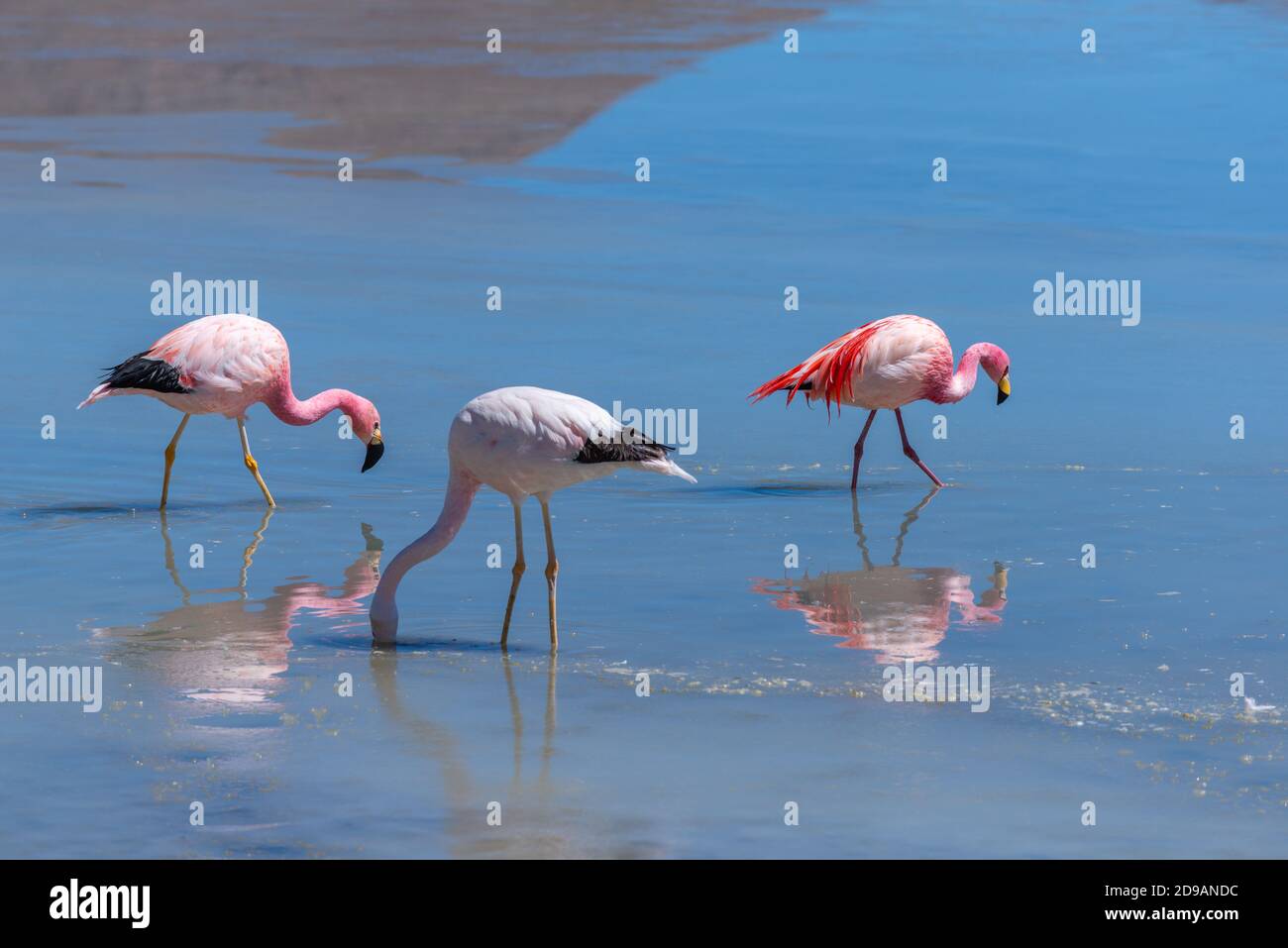 Laguna Cañapa avec flamants roses chiliens, District Potosí, Altiplano du Sud, Andes, Sud-Ouest de la Bolivie, Amérique latine Banque D'Images