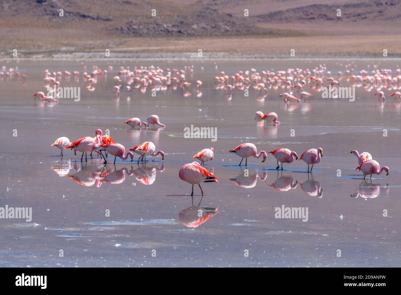 Laguna Cañapa avec flamants roses chiliens, District Potosí, Altiplano du Sud, Andes, Sud-Ouest de la Bolivie, Amérique latine Banque D'Images