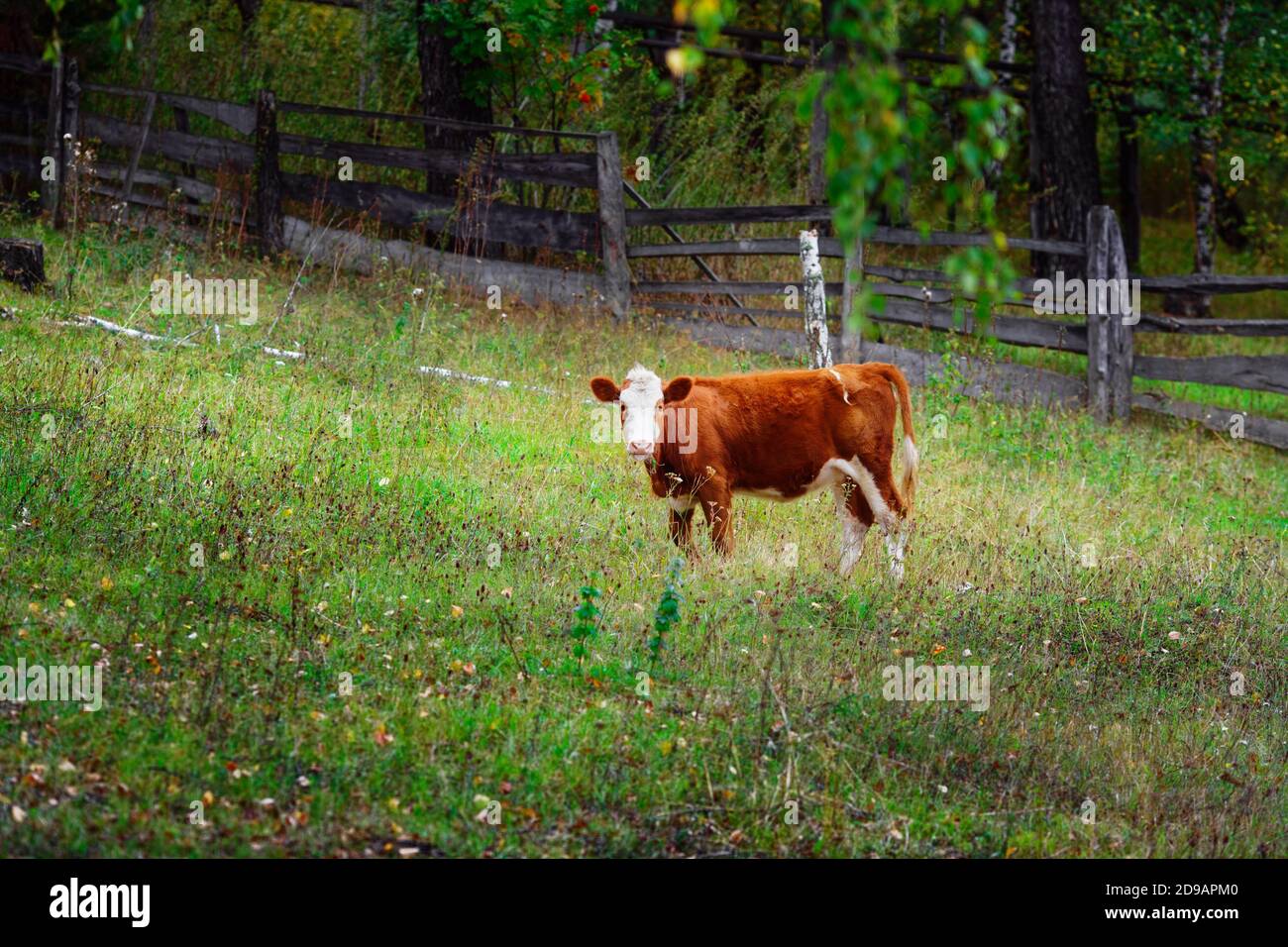 Un jeune veau rouge se tient sur un pré vert. Élevage de bovins sur la ferme Banque D'Images