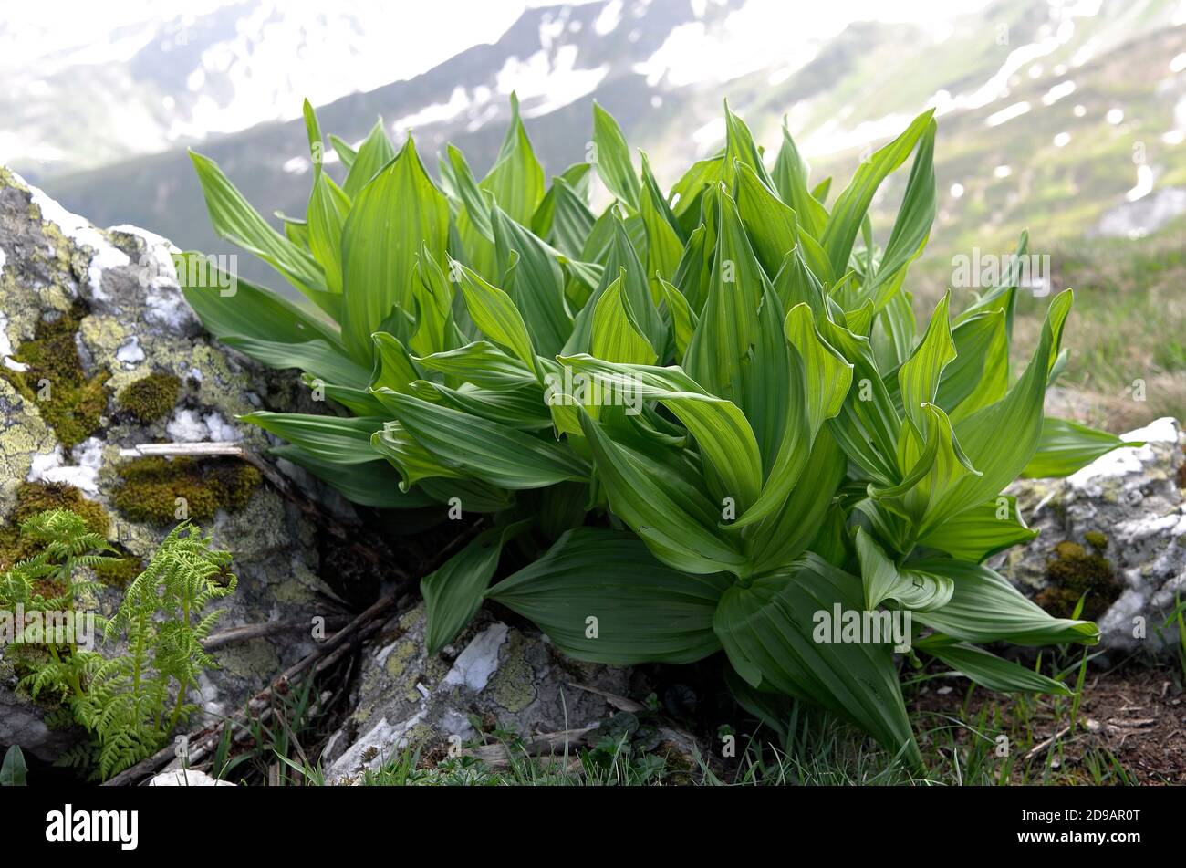 Rosette de feuilles de gentiane dans les Alpes Banque D'Images