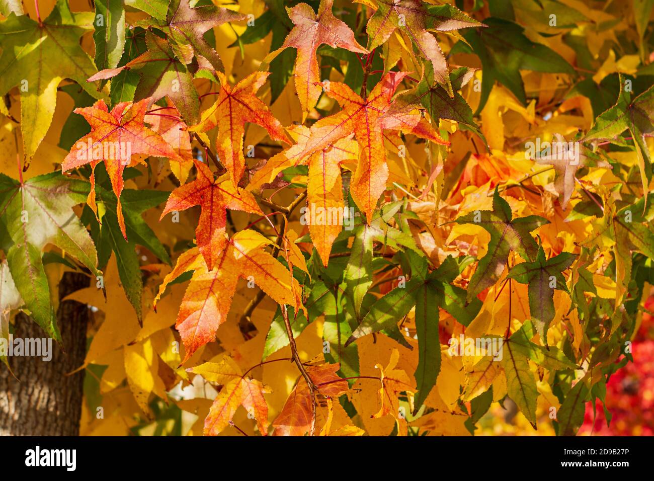 Arrière-plan d'automne, feuilles rouges, vertes et orange d'un érable Banque D'Images