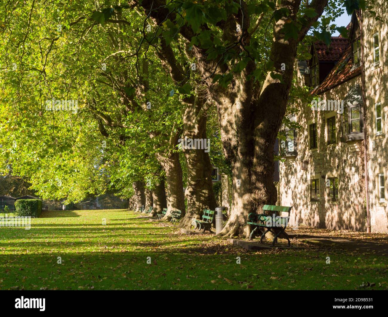 Une rangée d'arbres sycomore (Acer pseudoplatanus) dans le terrain de loisirs de la ville de Wells, Somerset, Angleterre. Banque D'Images