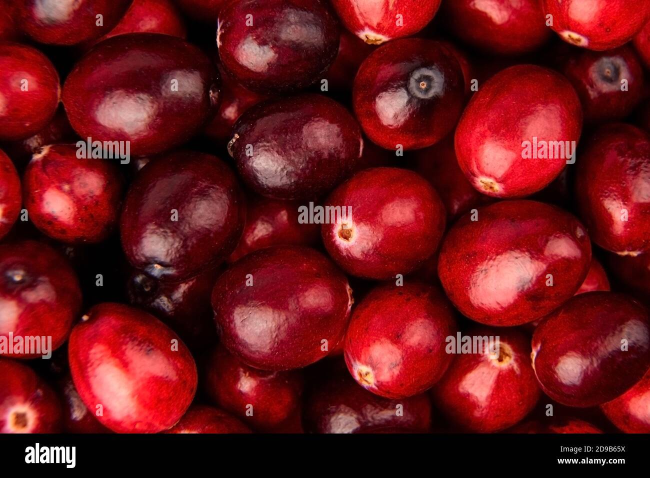 Canneberges fond alimentaire, baies d'automne fraîches rouges, vue de dessus Banque D'Images