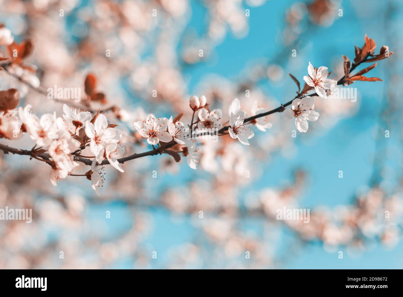 Branche magnifique Plum de cerise rose, Prunus cerasifera Nigra, floraison au début du printemps. Arbre décoratif de conception de paysage. Banque D'Images