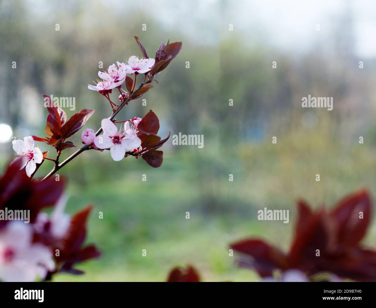 Branche magnifique Plum de cerise rose, Prunus cerasifera Nigra, floraison au début du printemps. Arbre décoratif de conception de paysage. Banque D'Images