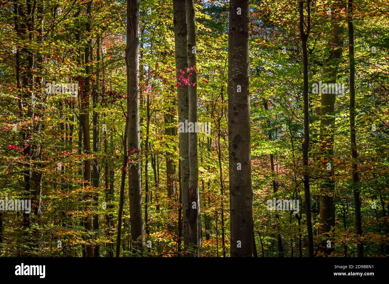 Des couleurs d'automne en forêt. Paysages de la nature avec lumière du soleil à travers les branches des arbres. Feuilles aux couleurs automnales. Vert, jaune, orange, rouge. Banque D'Images