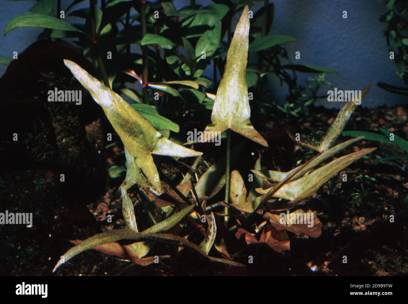 Nymphaea nouchali, souvent connu par son synonyme Nymphaea stellata, ou par les noms communs Lotus bleu, Lotus étoile, ou le nénuphars rouge et bleu Banque D'Images