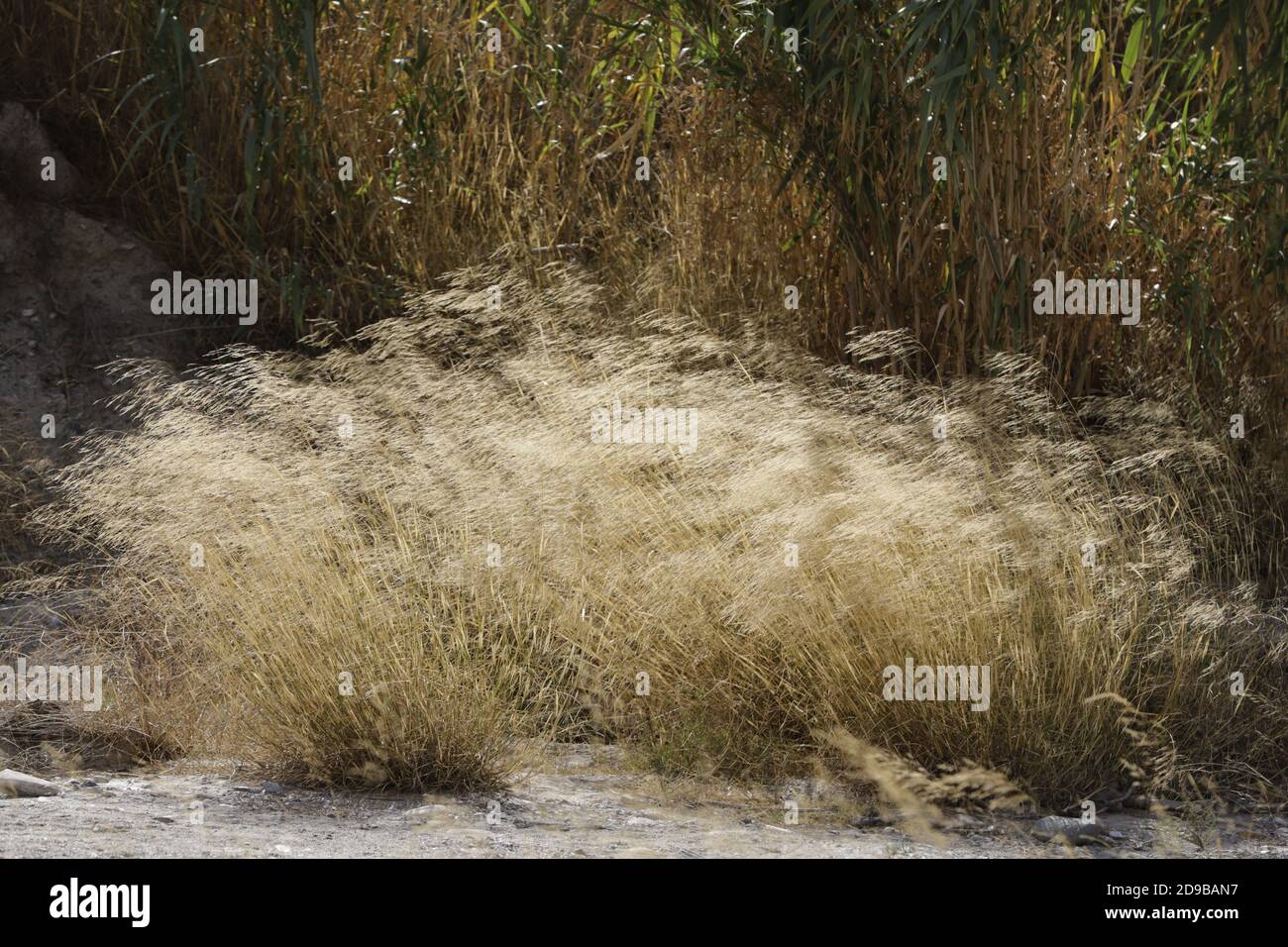 Les herbes séchées et les herbes agitant dans la lumière du soleil Banque D'Images