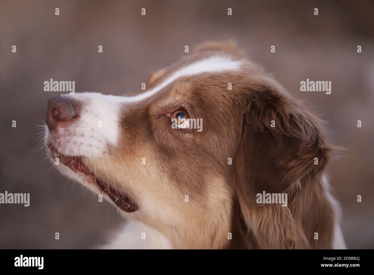 Chien de berger australien Banque D'Images