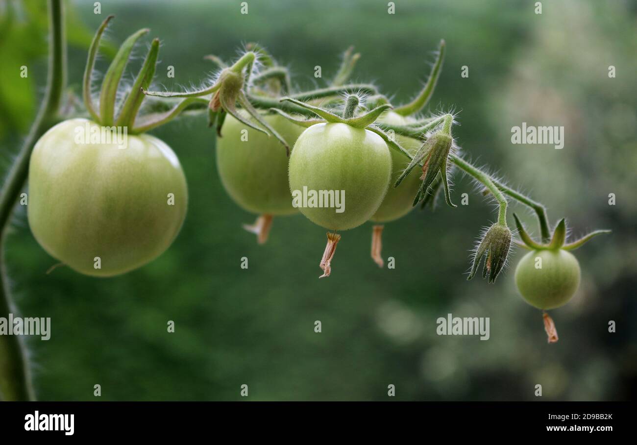 De tomates vertes sur la vigne Banque D'Images