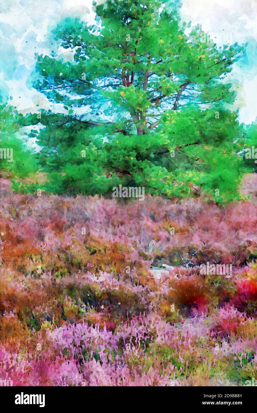 Illustration aquarelle du paysage de la fleur de bruyère en Allemagne. Banque D'Images