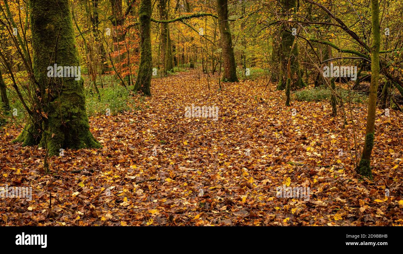 Un chemin couvert de feuilles à travers la forêt automnale dans le CAMPSIE Fells près de Lennoxtown Banque D'Images