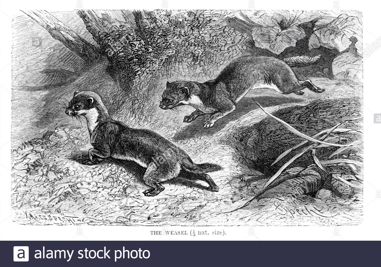 Weasel, illustration ancienne de 1894 Banque D'Images