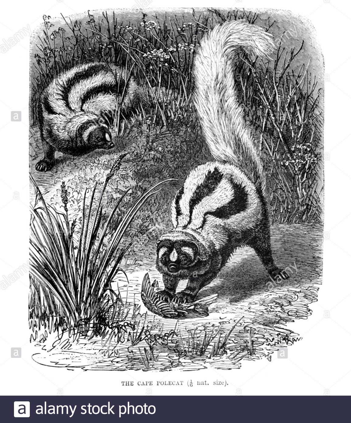 Cape Polecat (Striped Polecat), illustration vintage de 1894 Banque D'Images