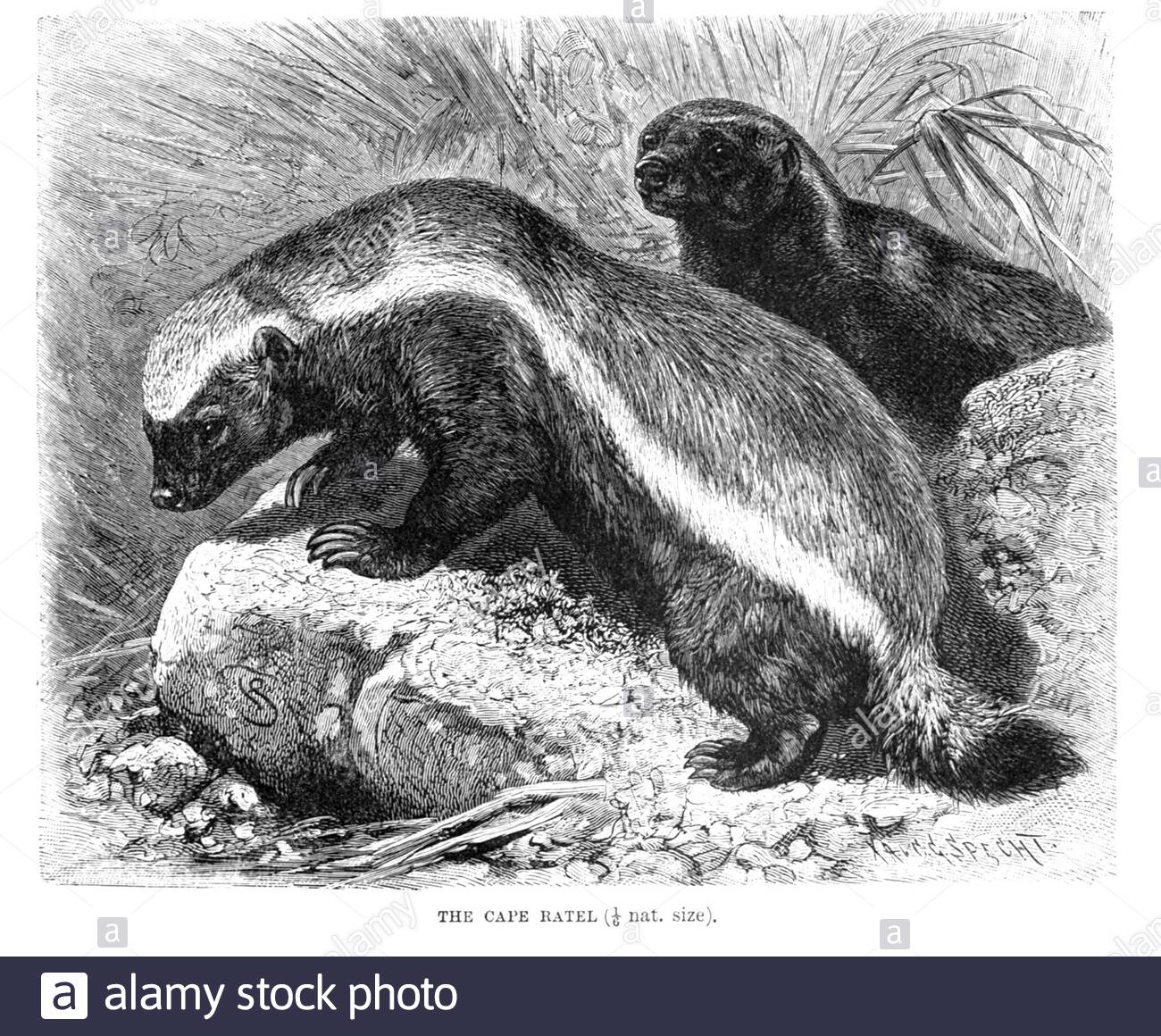 Cape Ratel (Honey Badger), illustration vintage de 1894 Banque D'Images