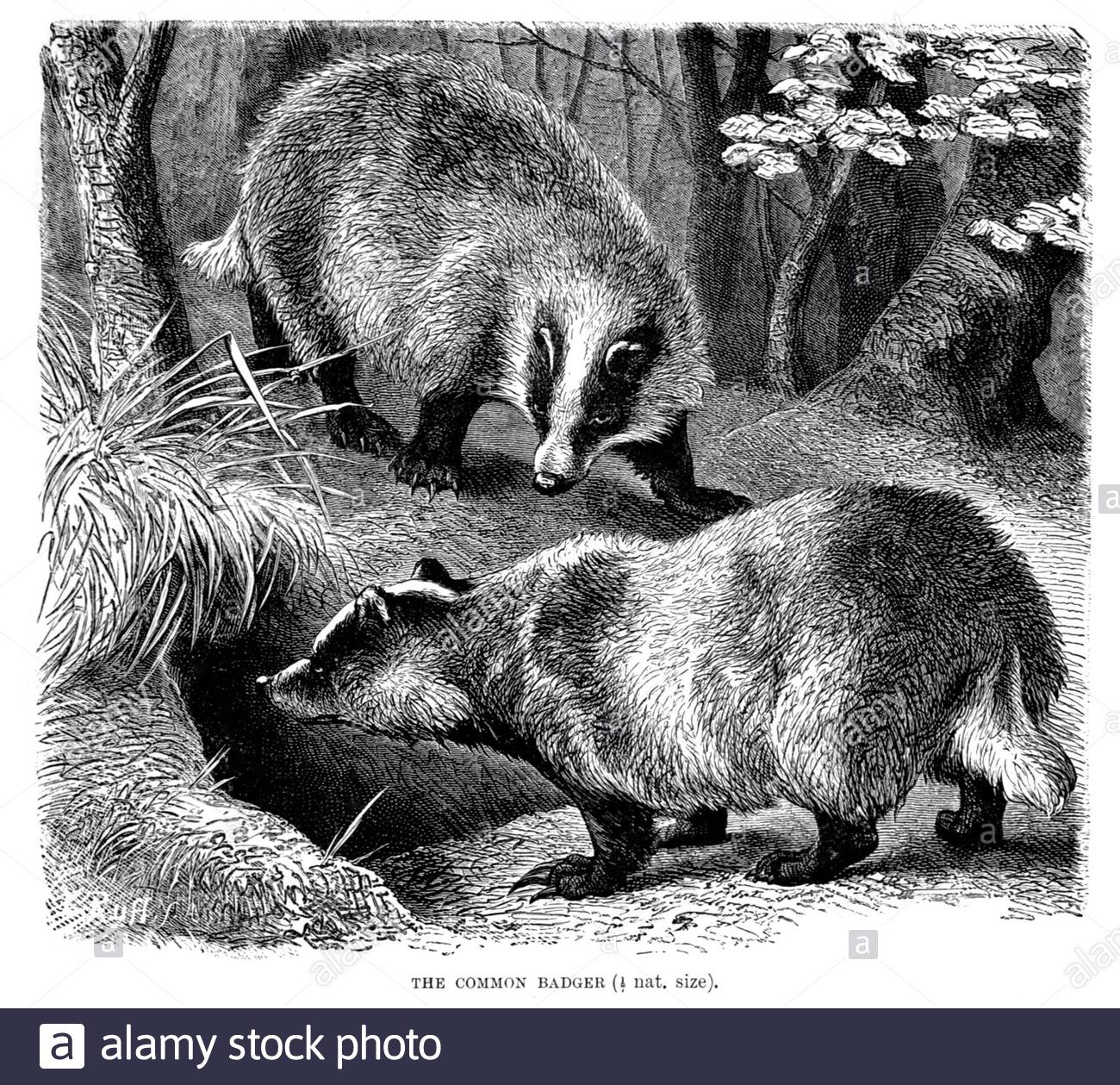 Badger commun, illustration vintage de 1894 Banque D'Images