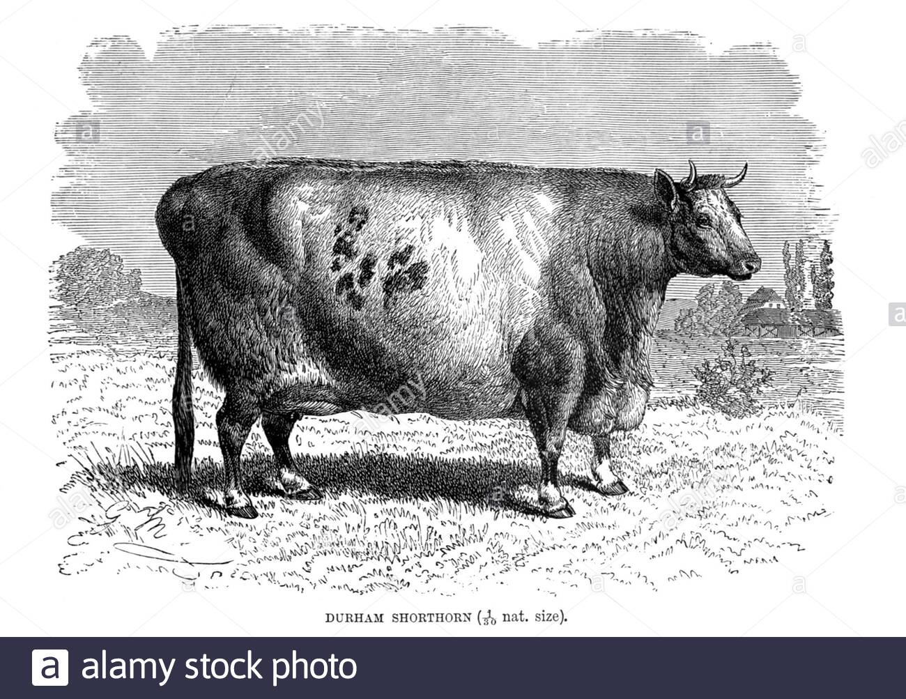 Durham Shorthorn, illustration ancienne de 1894 Banque D'Images