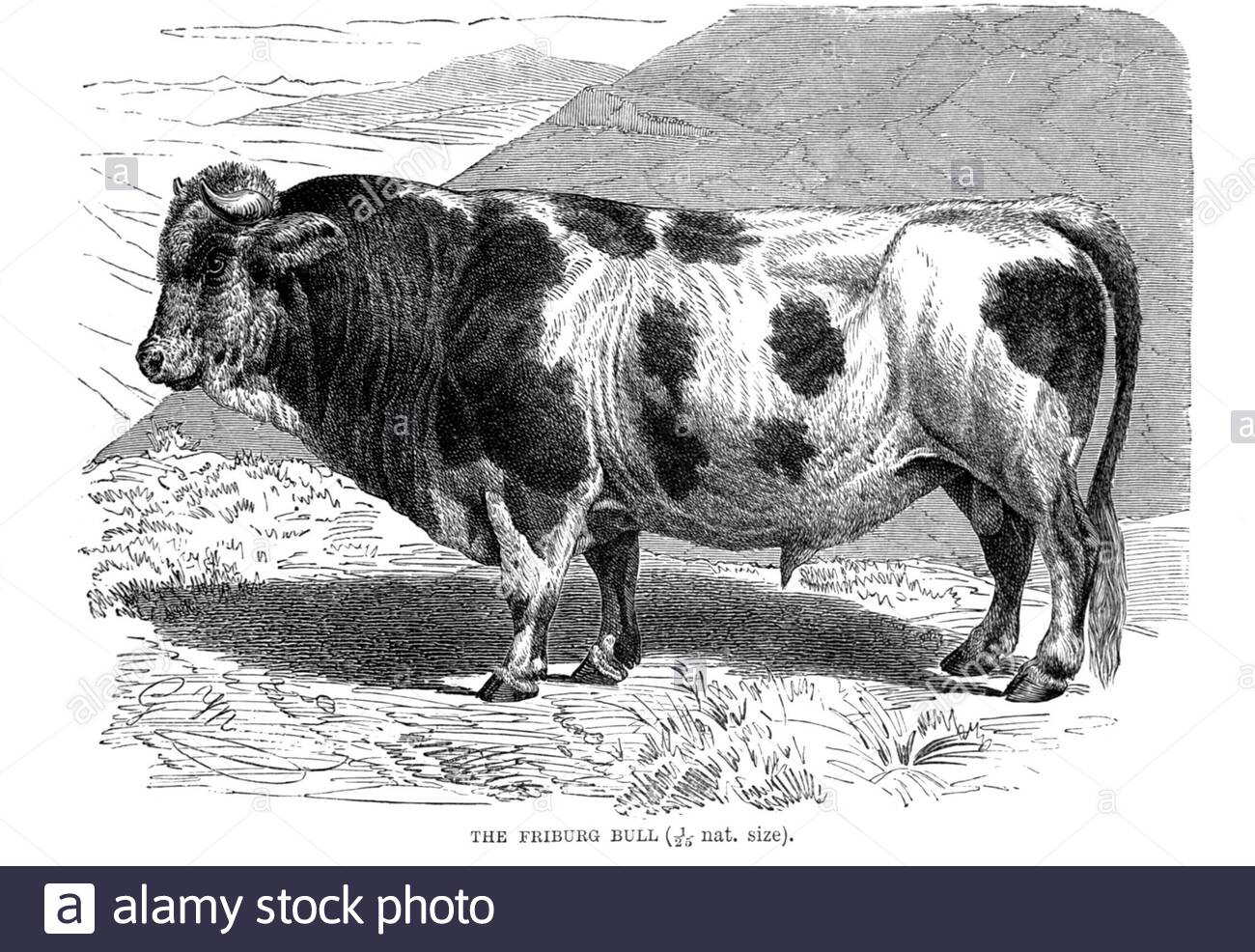 Friburg Bull, illustration ancienne de 1894 Banque D'Images