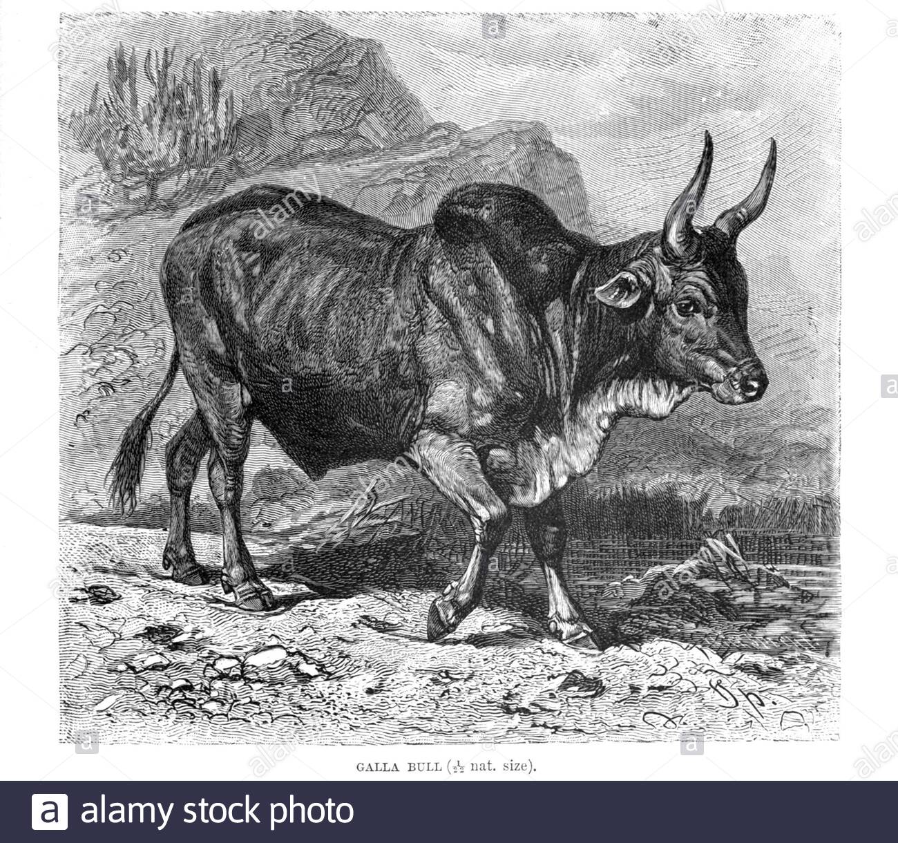 Galla Bull, illustration ancienne de 1894 Banque D'Images