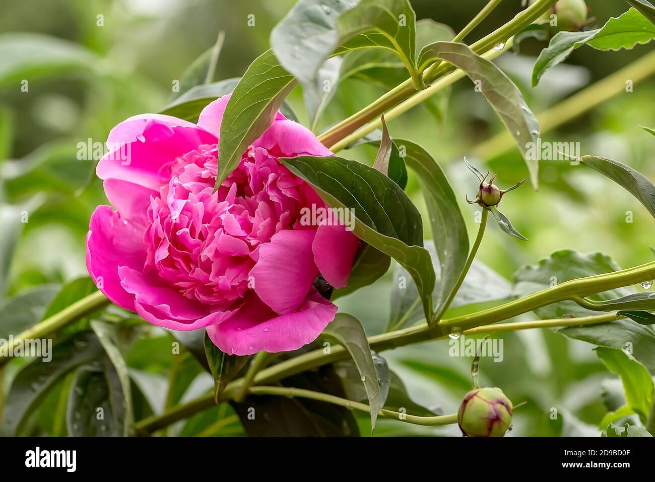 La fleur de pivoine rose fleurit sur un fond de fleurs, de bourgeons de pivoine et de feuilles floues Banque D'Images