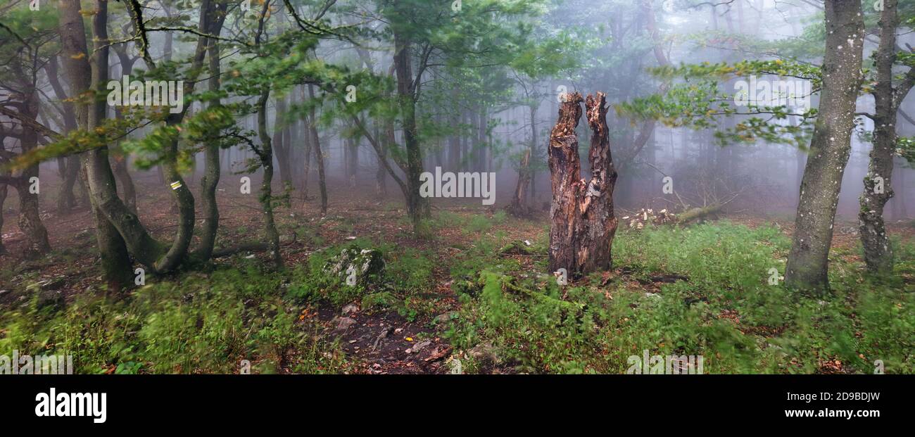 Belle forêt panoramique au lever du soleil brumeux. Troncs d'arbre et paysage de brume froide. Banque D'Images