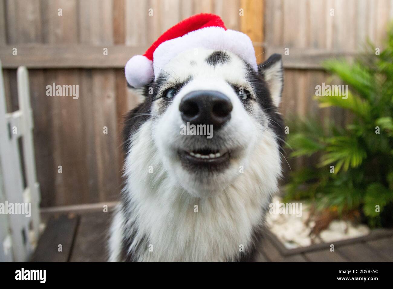 Chien husky sibérien portant un chapeau de père Noël dans le jardin Banque D'Images