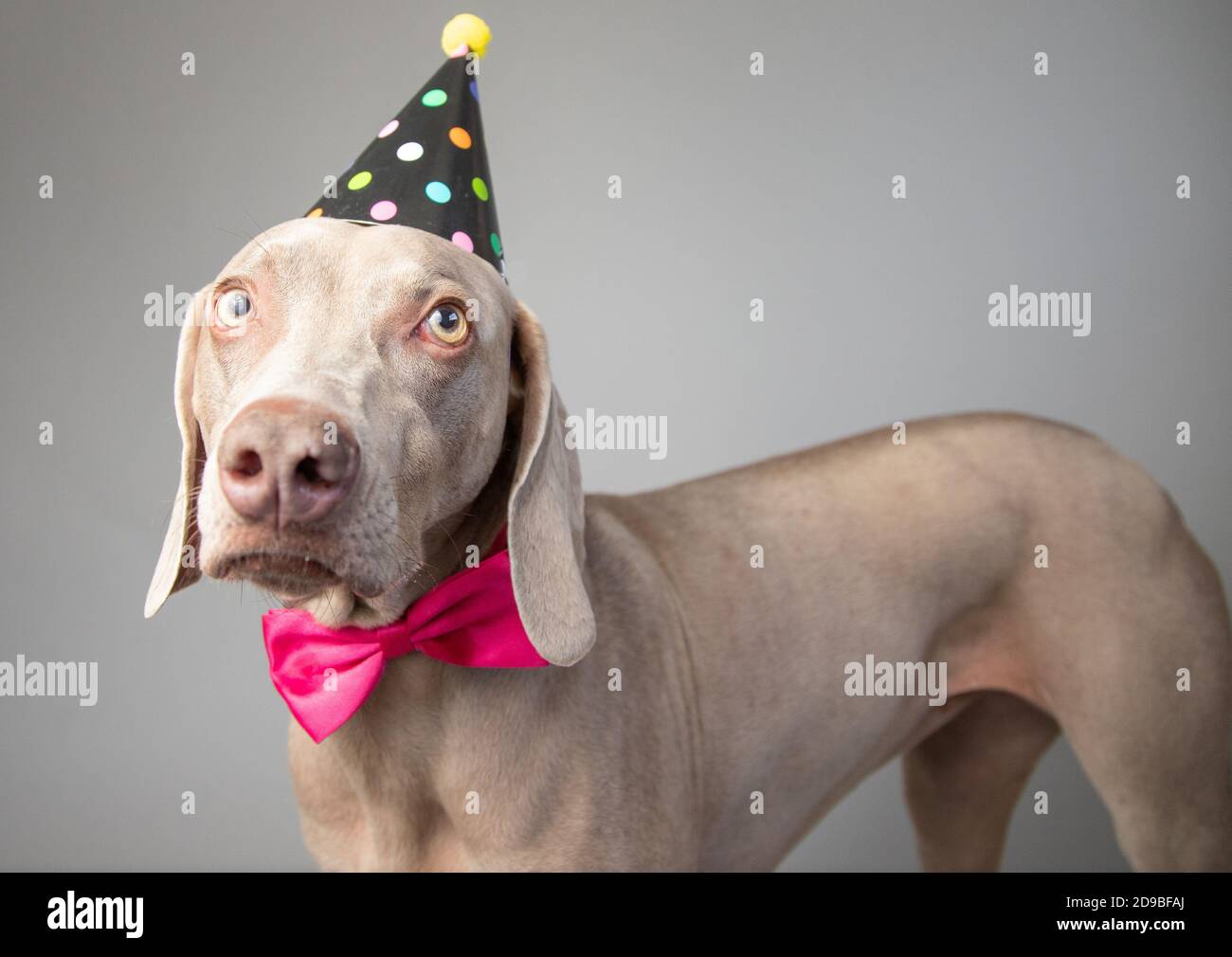Portrait d'un weimaraner portant un noeud papillon et une fête chapeau Banque D'Images