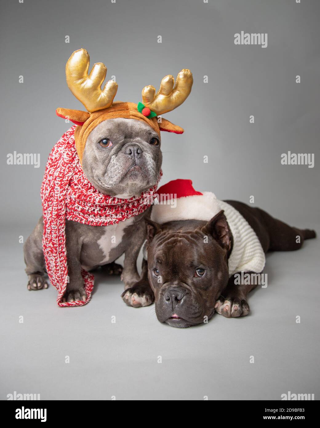 Deux buldogs français vêtus d'un chapeau de père Noël et de bois Banque D'Images