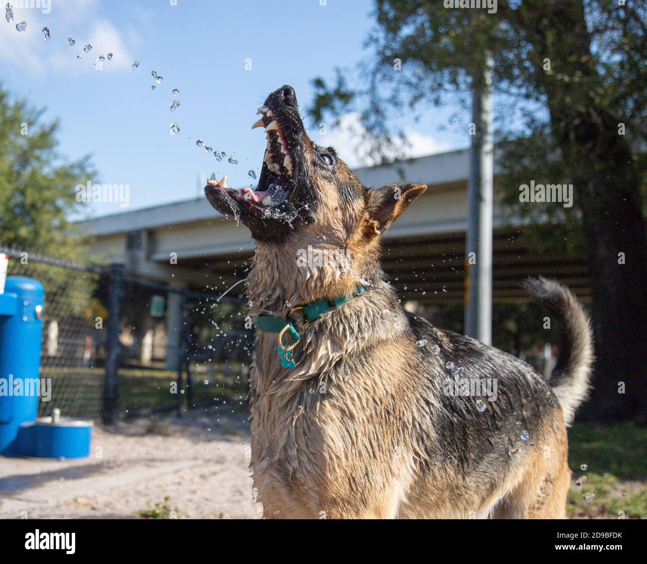 Chien berger allemand de l'eau potable dans un jardin, Floride, Etats-Unis Banque D'Images