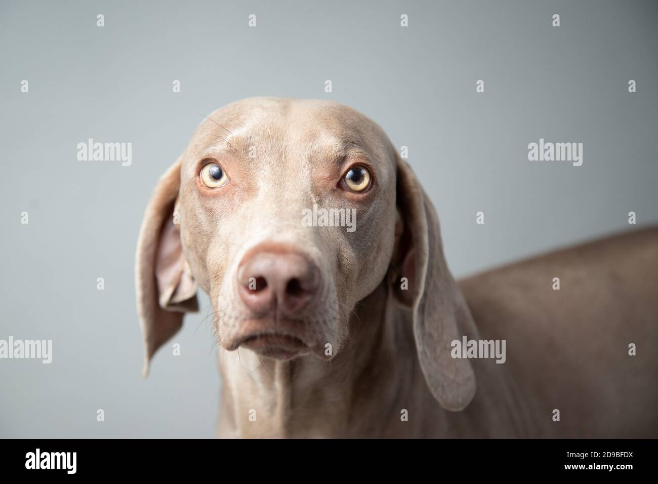 Portrait d'un chien weimaraner Banque D'Images