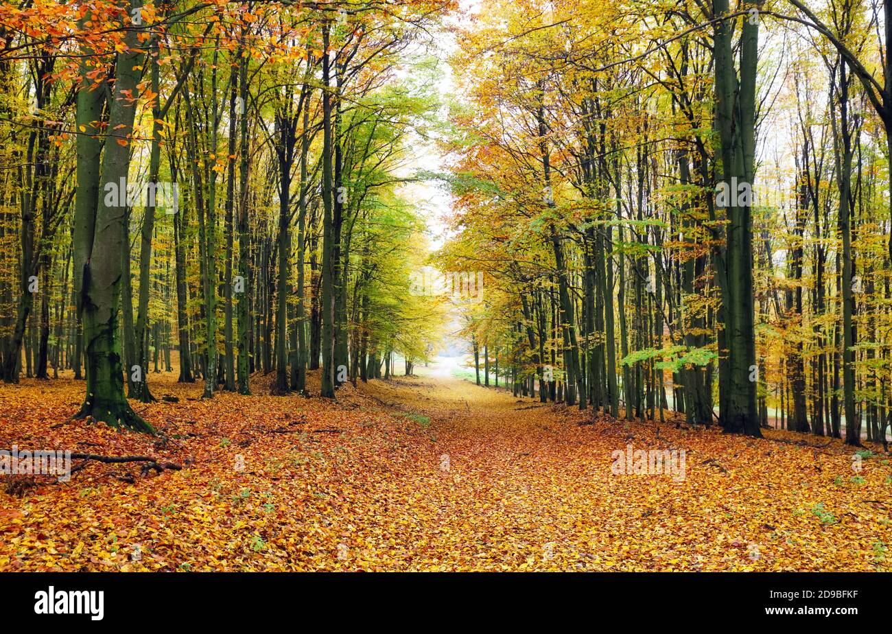 Forêt d'automne avec route et arbres Banque D'Images