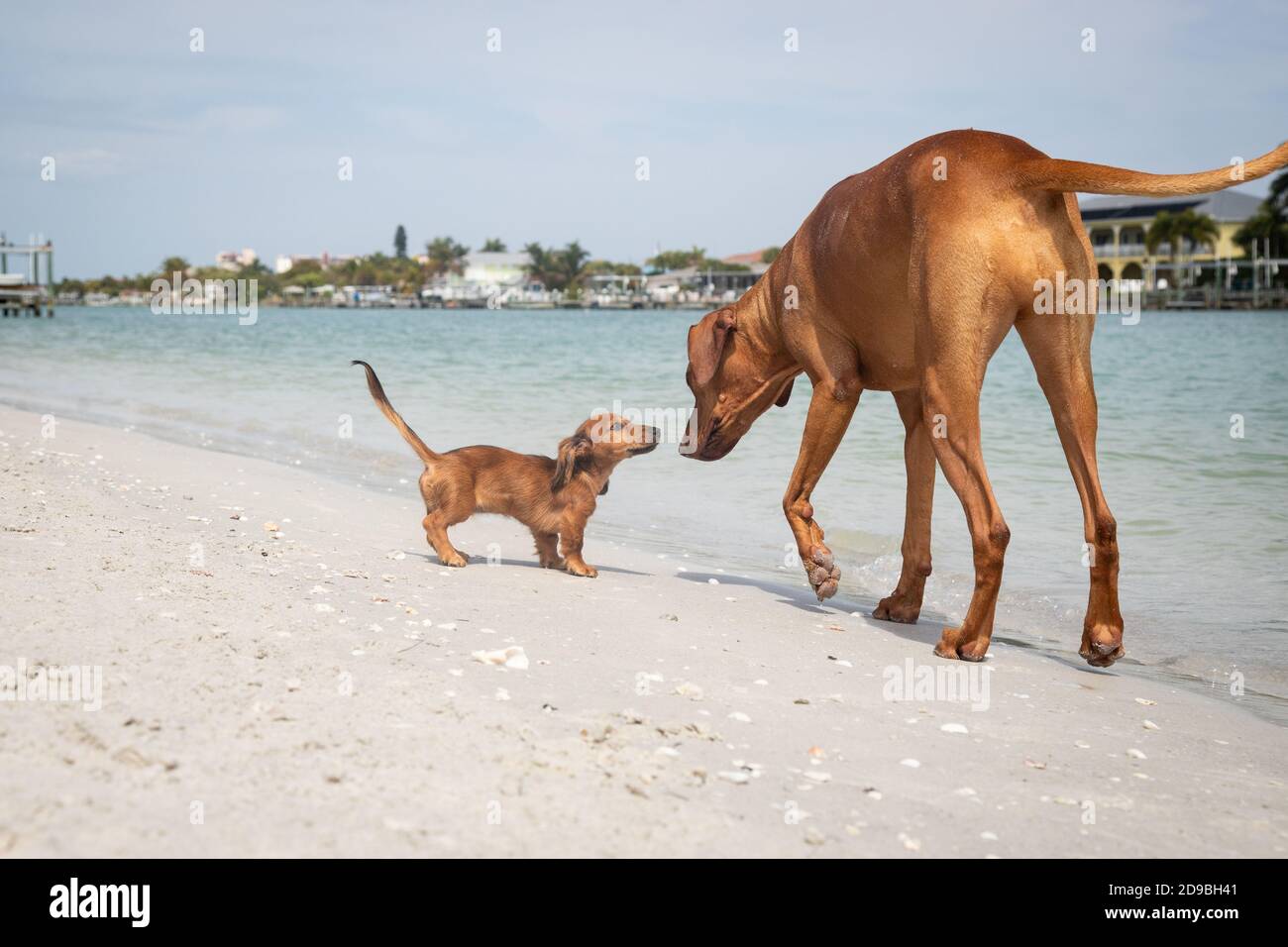 Ridreback du Rhodésie et un dachshund sur la plage, Floride, États-Unis Banque D'Images