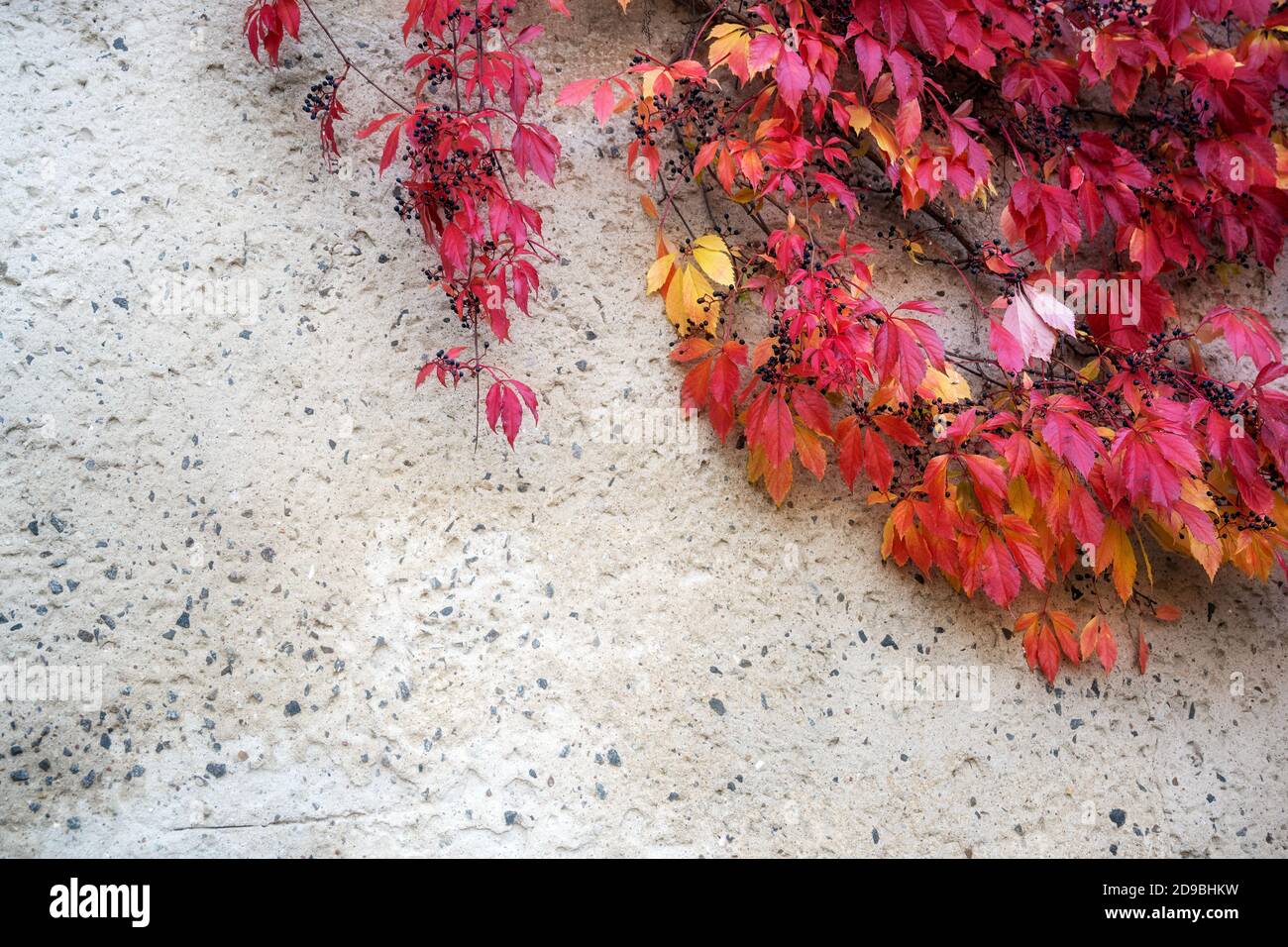 Virginia super-réducteur ou woodbine (Parthenocissus quinquefolia) avec des feuilles d'automne rouges et de petites baies noires autogrimpant sur un mur plâtré, ba Banque D'Images