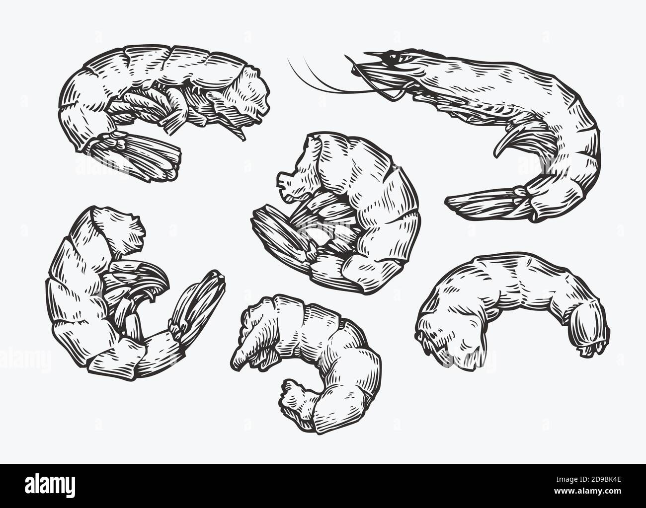 Esquisse de set de crevettes. Illustration vectorielle de la gastronomie et des fruits de mer vintage Illustration de Vecteur