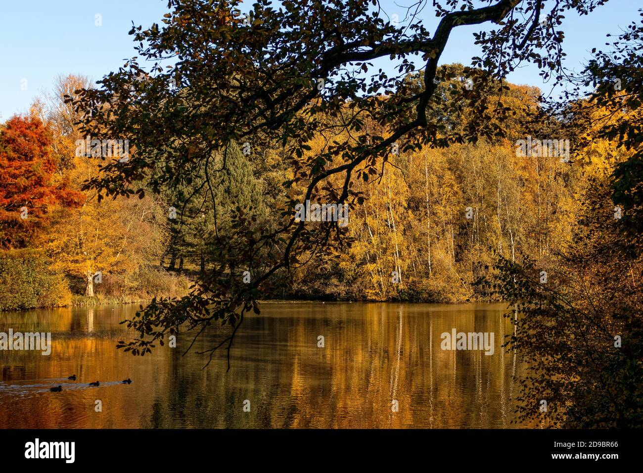 Hampstead Heath en automne Banque D'Images