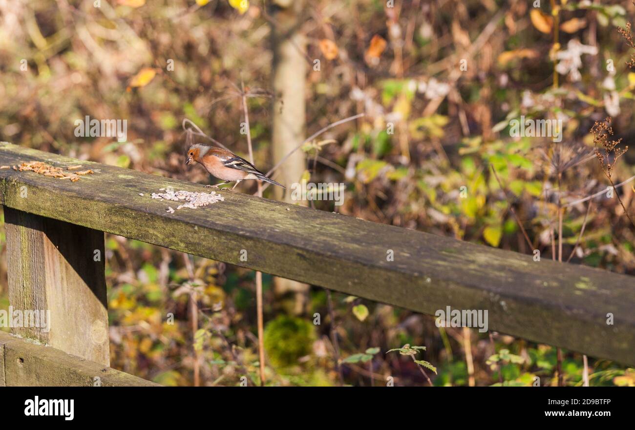 Un chaffinch (Fringilla coelebs) Oiseau sur une clôture à Hardwick Park, Sedgefield, Co.Durham, Angleterre, Royaume-Uni Banque D'Images