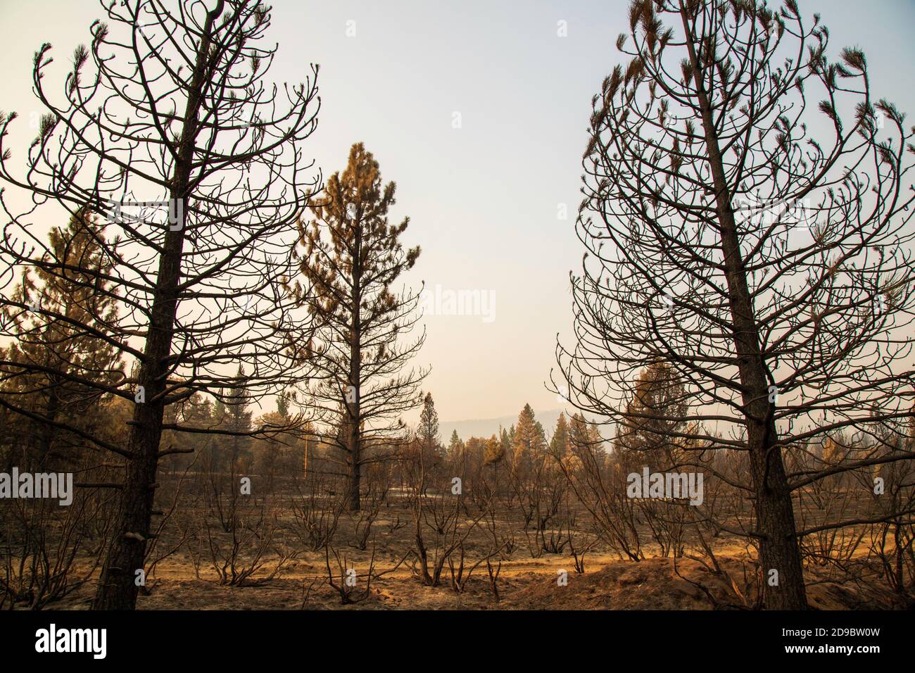 Désolation du Sheep Fire dans le comté de Lassen, en Californie du Nord, aux États-Unis. Banque D'Images