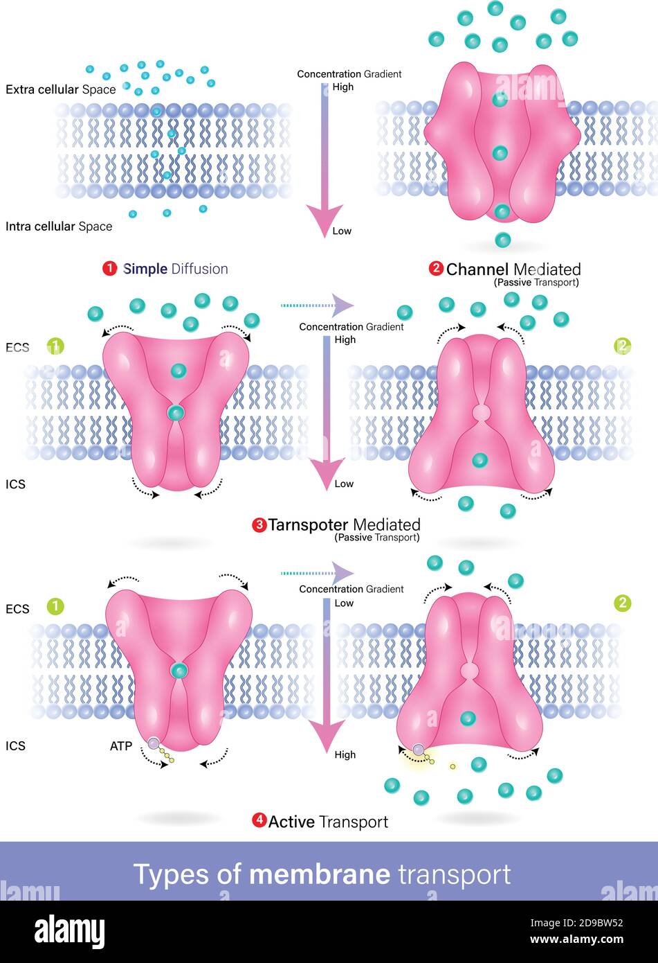 Vecteur de types de diffusion par transport membranaire, transport actif et passif, diffusion facilitée Illustration de Vecteur