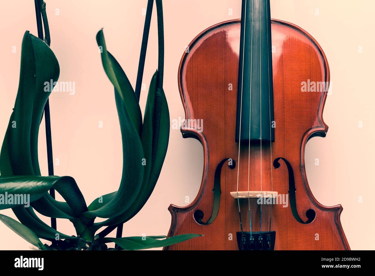 Gros plan de la Soundboard pour violon et des feuilles et des tiges d'orchidée. Beauté de la nature et de l'art Banque D'Images