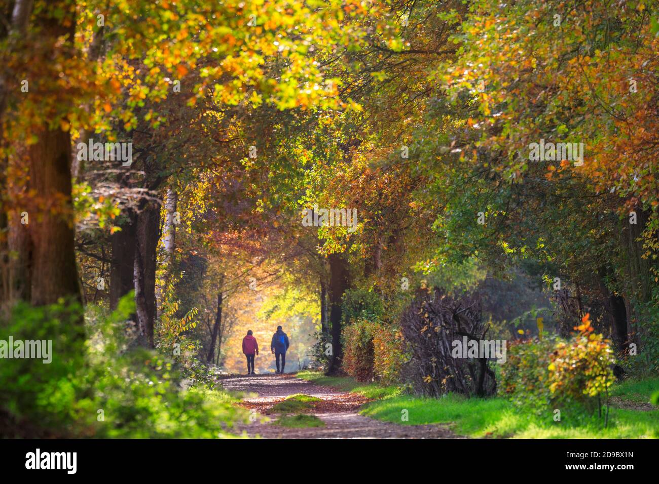 Sythen, Muensterland, Allemagne. 04e novembre 2020. Deux randonneurs apprécient leur promenade. Beau soleil automnal avec un ciel bleu et des températures douces font ressortir la couleur des feuilles et des herbes dans cette forêt de Sythen dans la campagne de Muensterland. Credit: Imagetraceur/Alamy Live News Banque D'Images